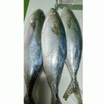 Рыба «Лакедра» ( желтохвост) 